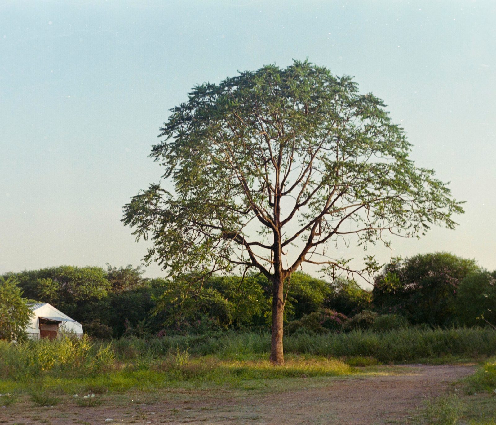 Lazy Film Lab sample 6